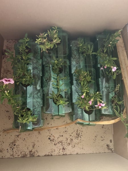 Can you identify these plants in hanging baskets