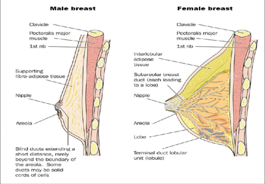 Countering 'gender critical' misinformation for the umpteenth time