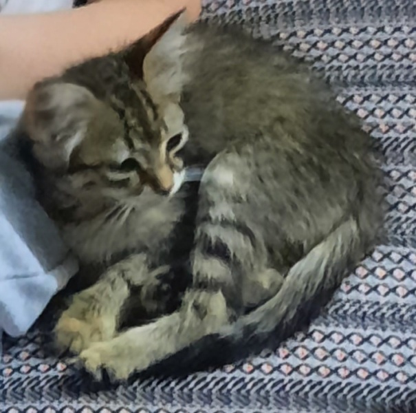 Looking for girl cat name beginning with B