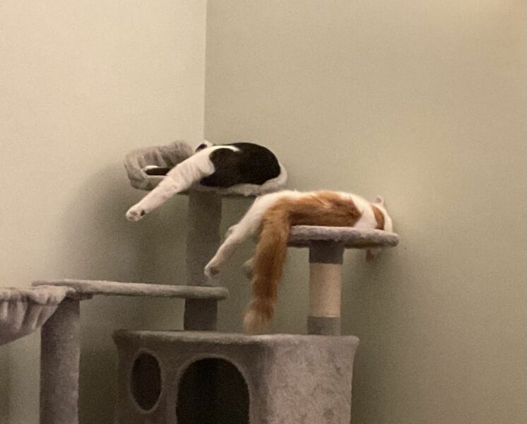 The One after the One where the Excellent Cats posed for a calendar