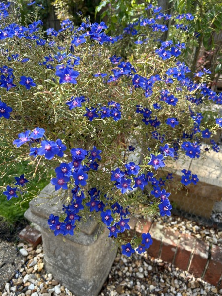 Blue Pimpernel