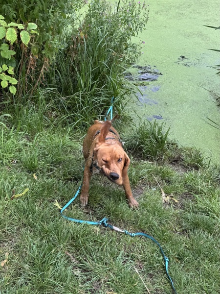 Our Cosmic Autumn Rebellion (Adolescent Support Group)