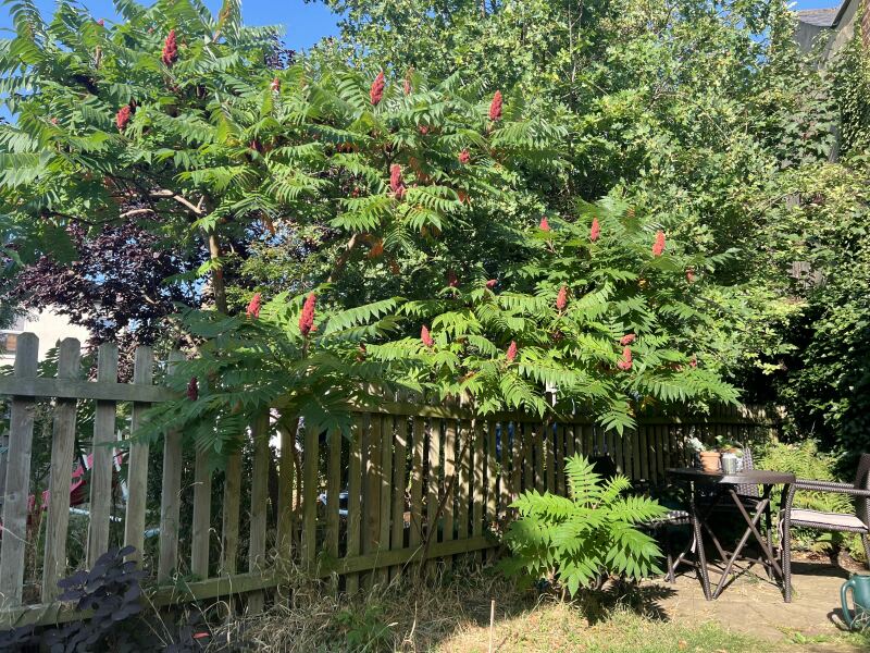 Name me fast growing trees