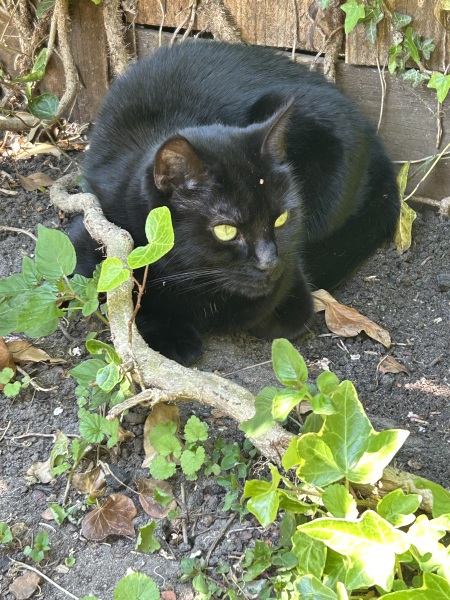 Thread 28 Starmer - Weodmonath