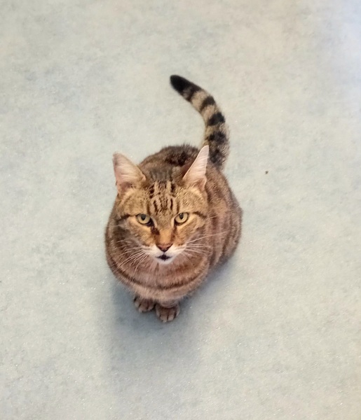 The One after the One where the Excellent Cats posed for a calendar