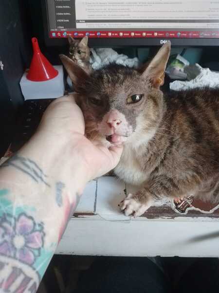 Chicken, Dreamies and Lickelix - the Excellent Cats form a disorderly queue