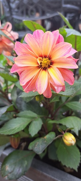 Who wants to look at my dahlias