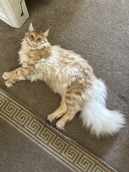 Best comb/brush for long haired cats?