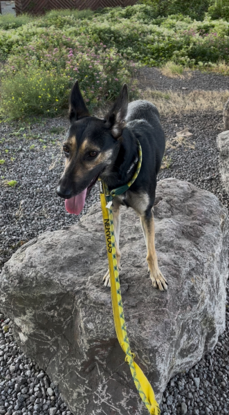 Thread 30 Starmer - Magic Roundabouts