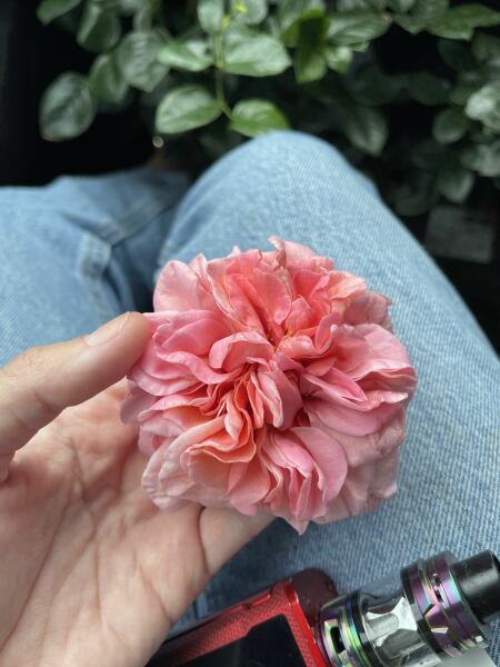Can anyone identify this rose
