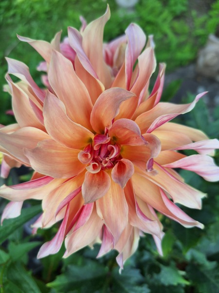 Who wants to look at my dahlias