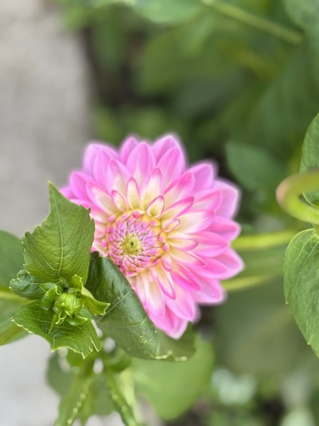 Who wants to look at my dahlias