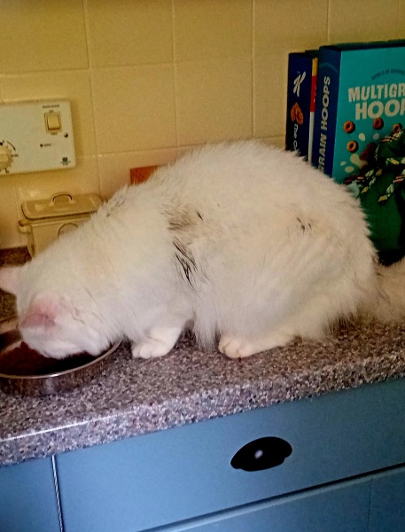 The One after the One where the Excellent Cats posed for a calendar