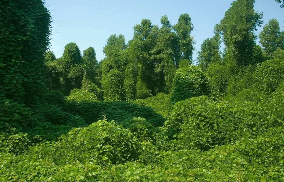 Weeds Have Rights Too !