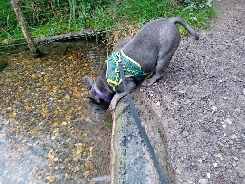 Continuing support thread for those trying to live an alcohol free life - summer 2025