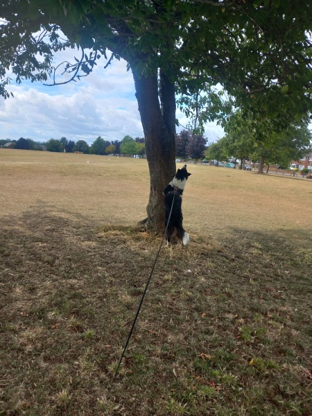 To not like dogs