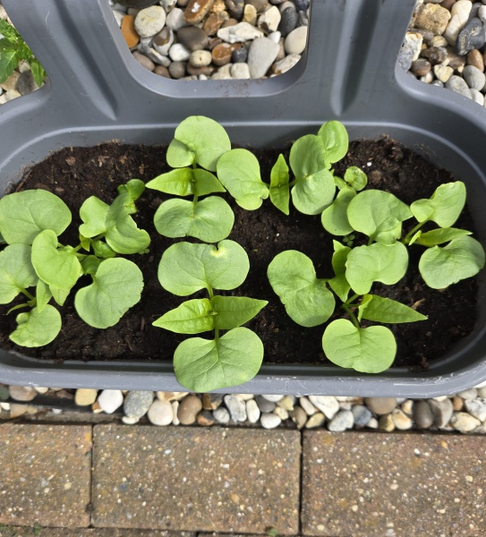 Any idea what plant is