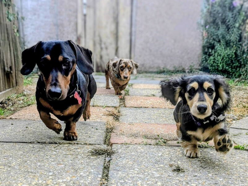 Dogs everywhere!