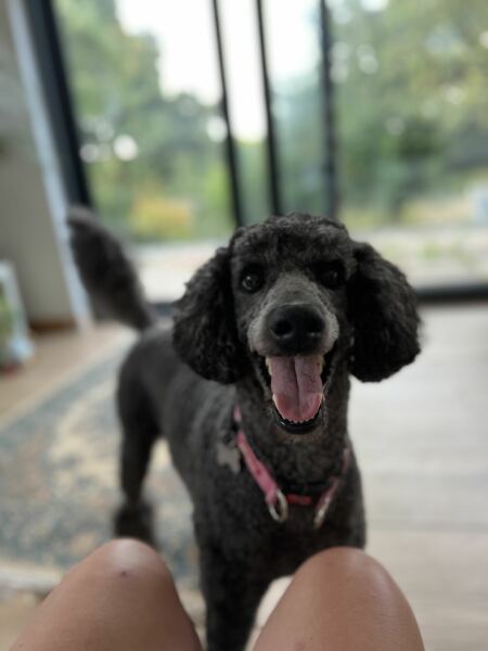 Thinking of getting a poodle cross?