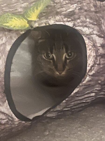 Cats changing sleeping places - where is the new favourite?!