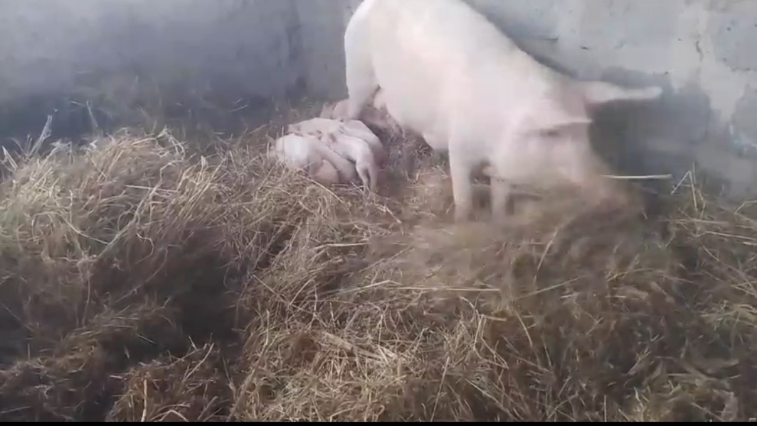 Pig name suggestions please. I'm running out of ideas.  Long OP. If you aren't up for a big read, this isn't for you.