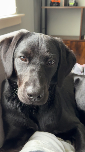 Dogs suddenly everywhere