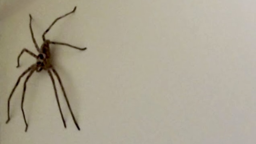 Spiders