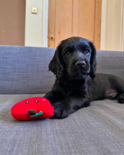 Adolescent Dog Survival Thread - welcome to the teenage wasteland