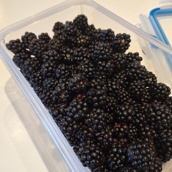 Summer 25 HFLC Boot Camp: Week 2