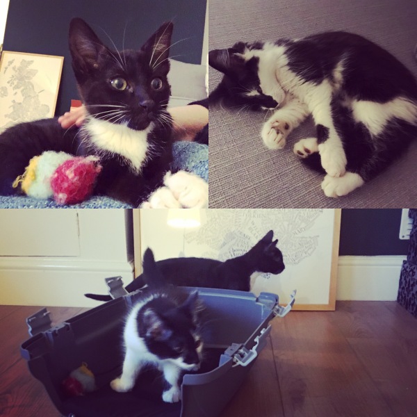 Possibly new kittens tomorrow - years since we’ve done this - wobble!