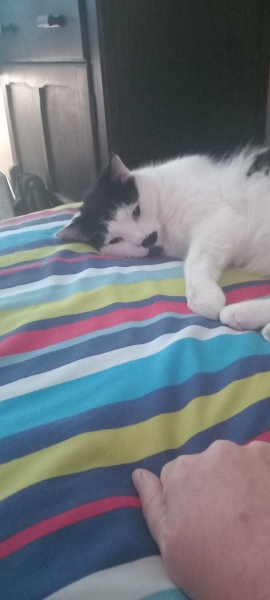 Chicken, Dreamies and Lickelix - the Excellent Cats form a disorderly queue