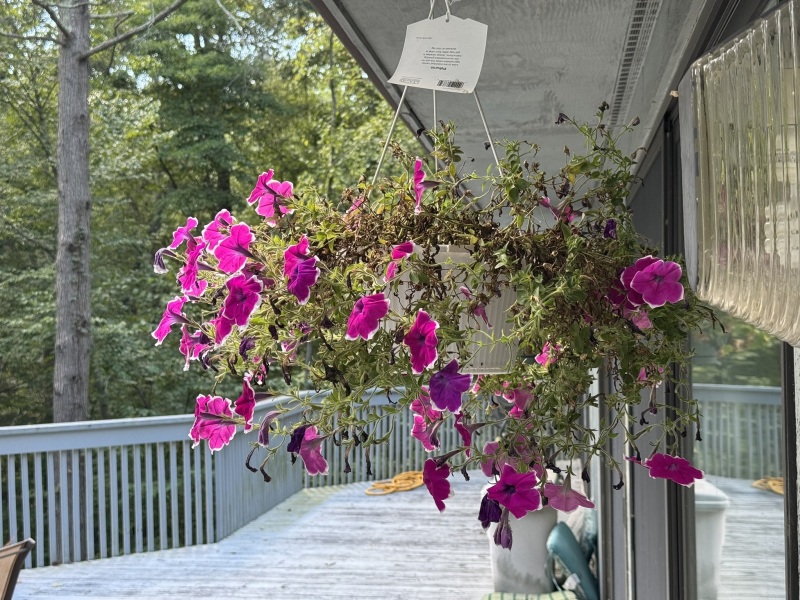 Come and tell us your dull and unexciting news 34: Calmly through the day