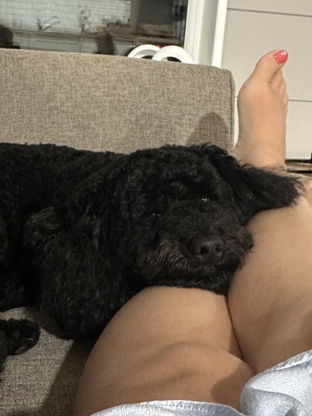 Dogs suddenly everywhere