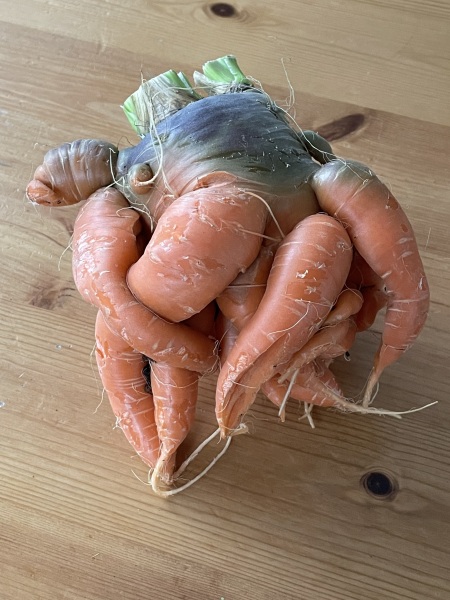 Carrot-zilla! 😱 (light hearted)