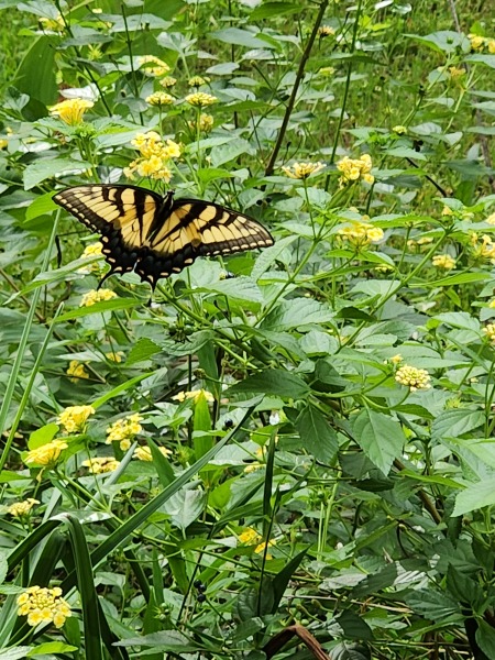 Weeds Have Rights Too !