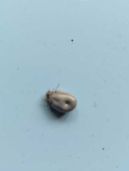 Strange growth on cats head