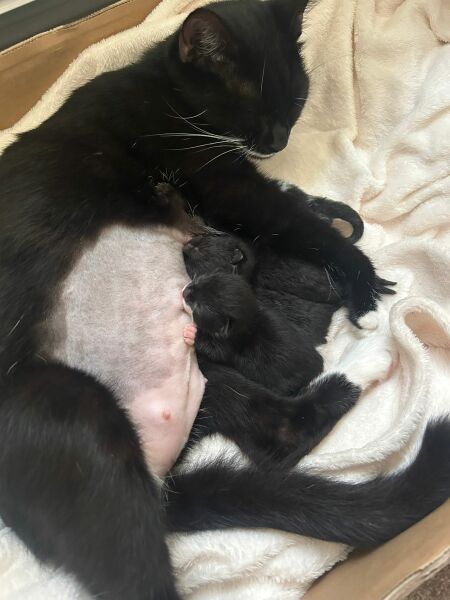 There is a pregnant cat in DD's bedroom