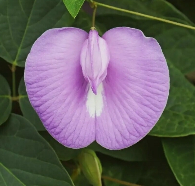 The Bluestocking does a late night flit again