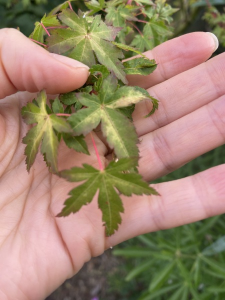 My beautiful Acer is under attack.!