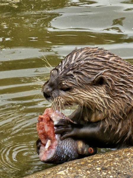 The One after the One where the Excellent Cats posed for a calendar
