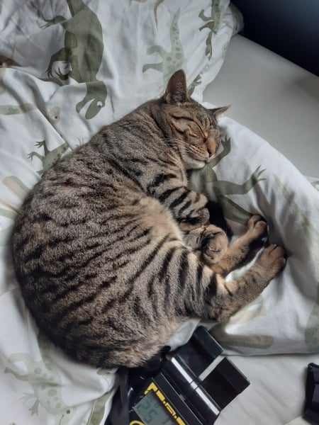 Thread 29 Starmer - Paint your Bandwagon