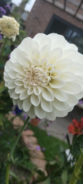 Who wants to look at my dahlias