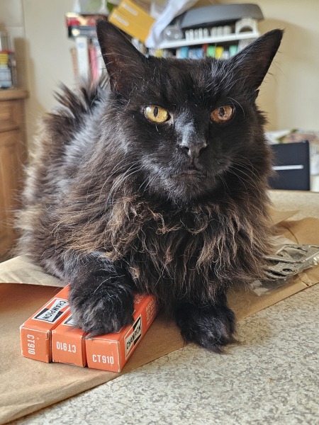 The One after the One where the Excellent Cats posed for a calendar