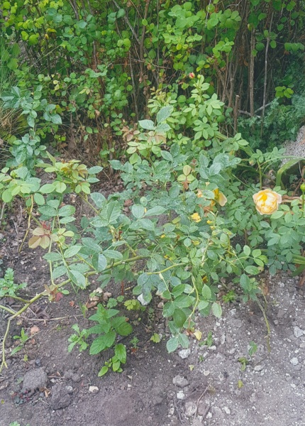 What's the difference between shrub roses and bush roses?