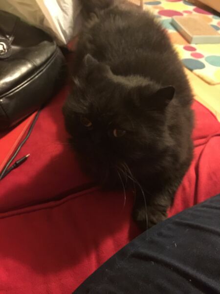 Pampered, Persian, Princess Penelope