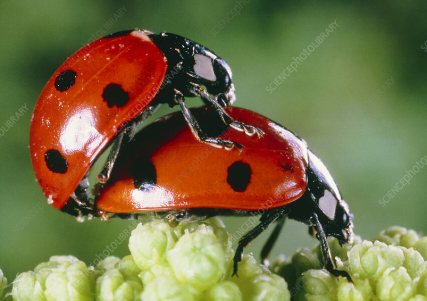 Do Ladybirds have willies? (Lighthearted)