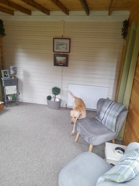 Dogs suddenly everywhere