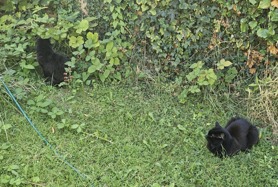 Chicken, Dreamies and Lickelix - the Excellent Cats form a disorderly queue