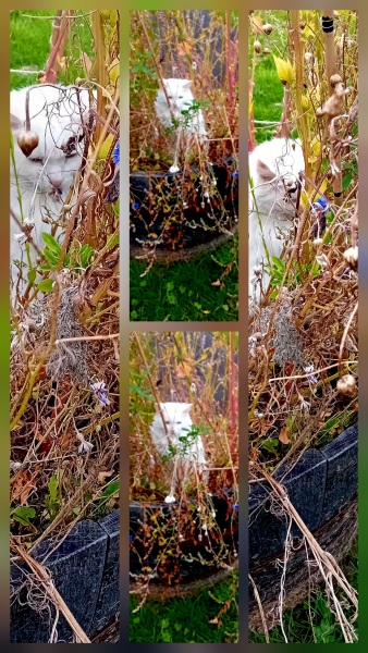 Chicken, Dreamies and Lickelix - the Excellent Cats form a disorderly queue