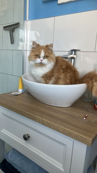 Cats a dickhead 🤣